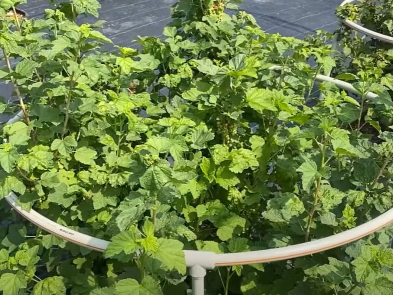 Для боротьби з попелицею на смородині можна використовувати настій попелу