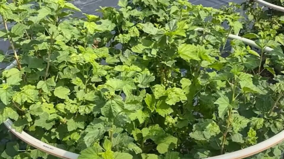 Для борьбы с тлей на смородине можно использовать настой золы