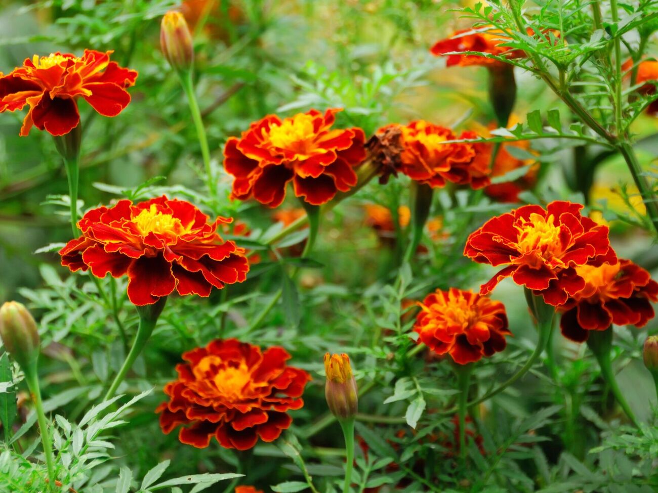 Бархатцы также помогут в борьбе с нематодой и тлей