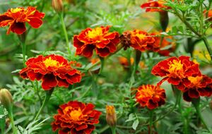 Бархатцы также помогут в борьбе с нематодой и тлей