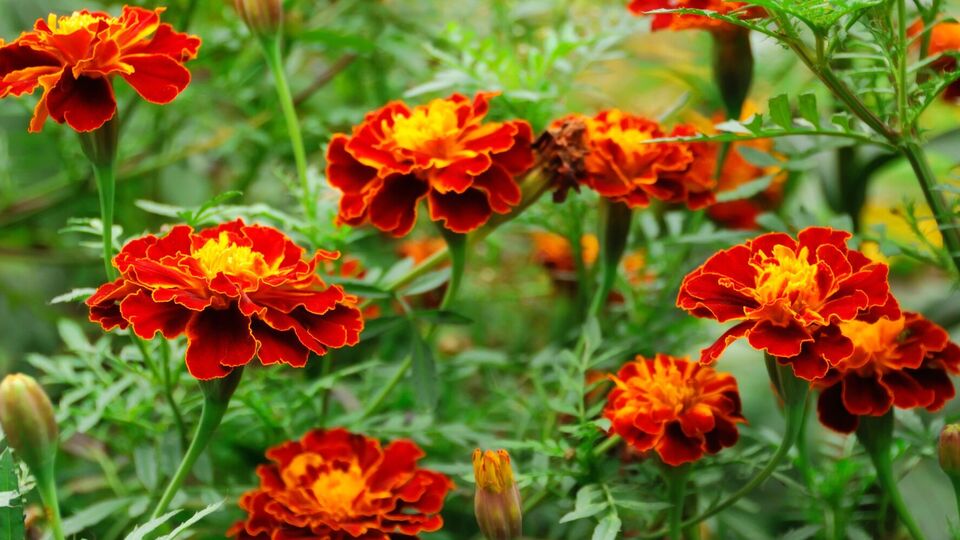 Бархатцы также помогут в борьбе с нематодой и тлей