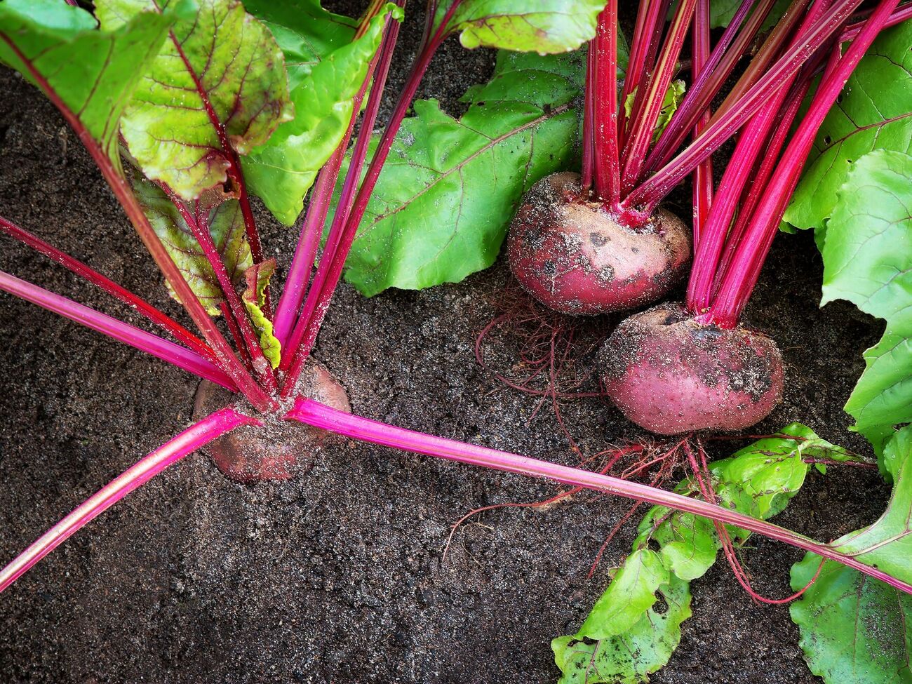 Когда у свеклы появляются первые листья, ей необходим для активного роста азот
