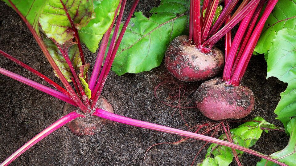 Когда у свеклы появляются первые листья, ей необходим для активного роста азот