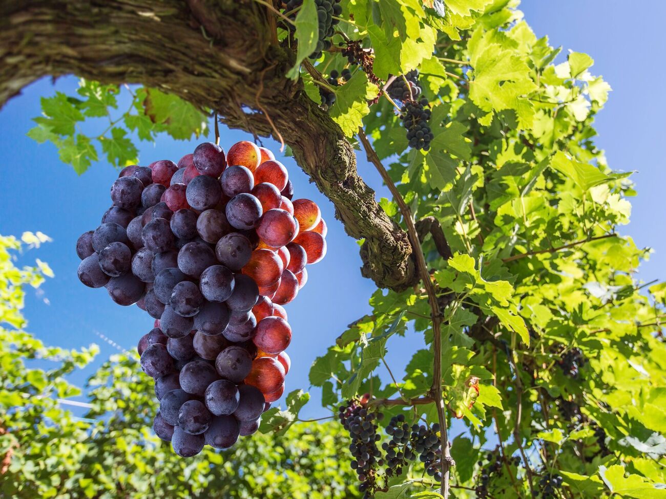 Лозу подрезают в зависимости от ее состояния