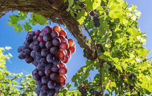 Лозу подрезают в зависимости от ее состояния