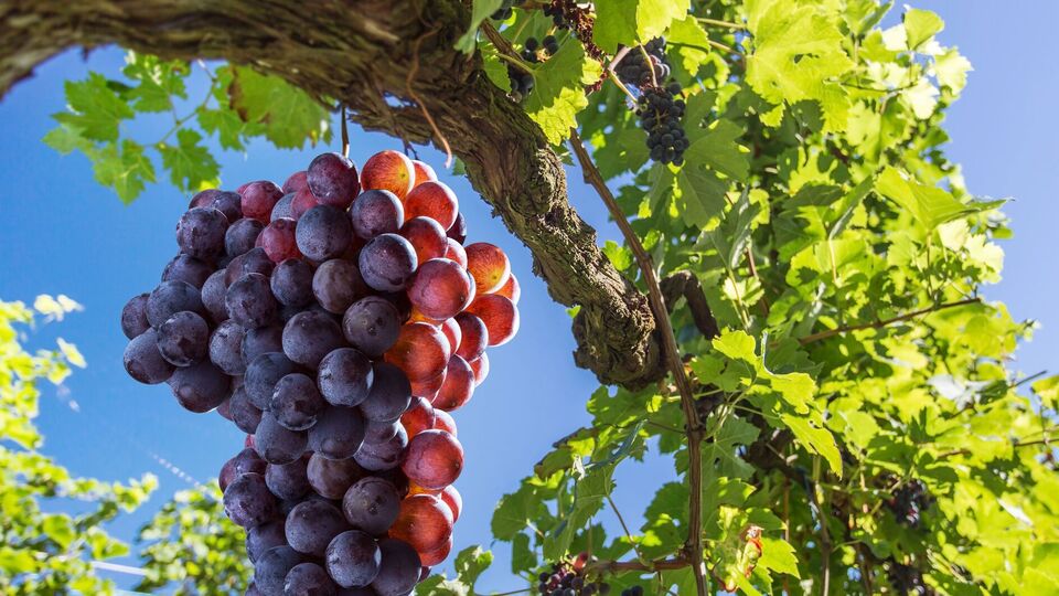 Лозу підрізають залежно від її стану