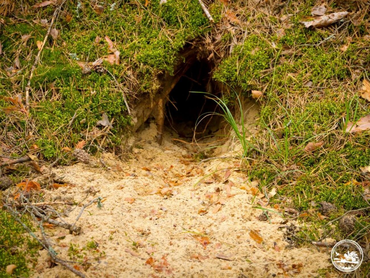 Лисицы обустроили в стене нору, а муравьи сделали гнездо на бруствере