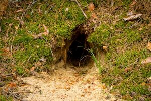 Лисицы обустроили в стене нору, а муравьи сделали гнездо на бруствере