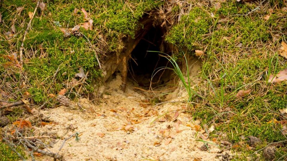 Лисиці облаштували у стіні нору, а мурахи звели гніздо на бруствері