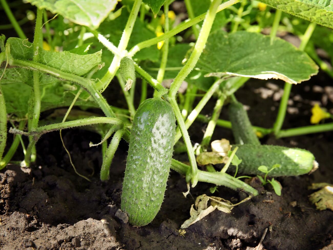 Уже через неделю после подкормки появится результат