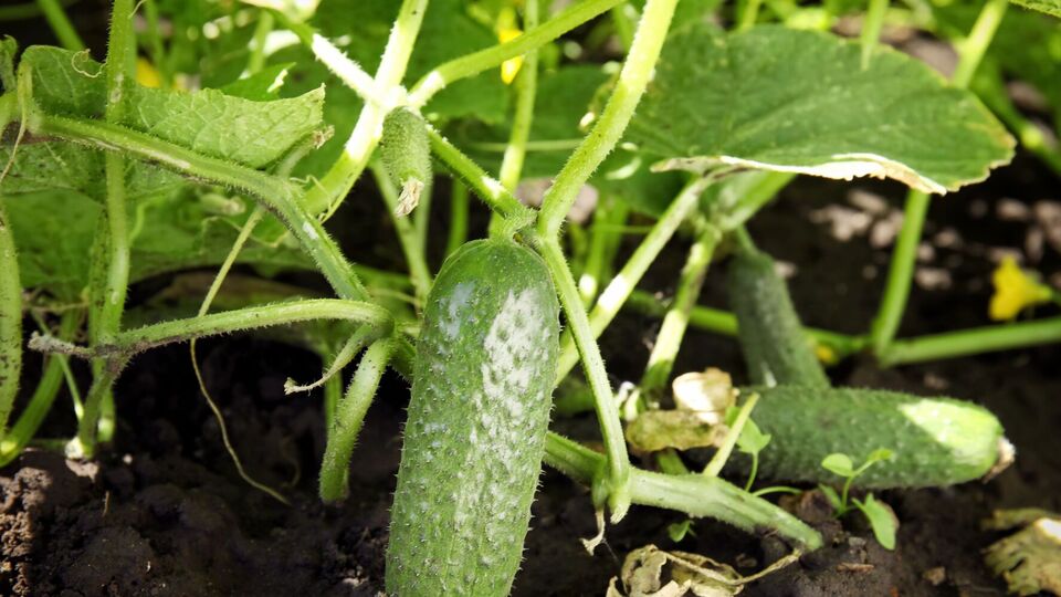 Уже через неделю после подкормки появится результат