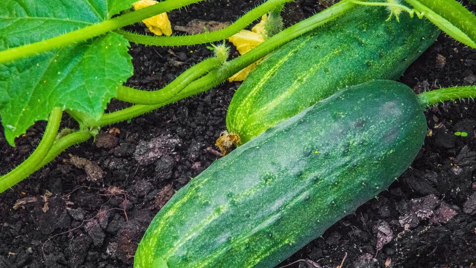 Огірки виростуть якісними і смачними