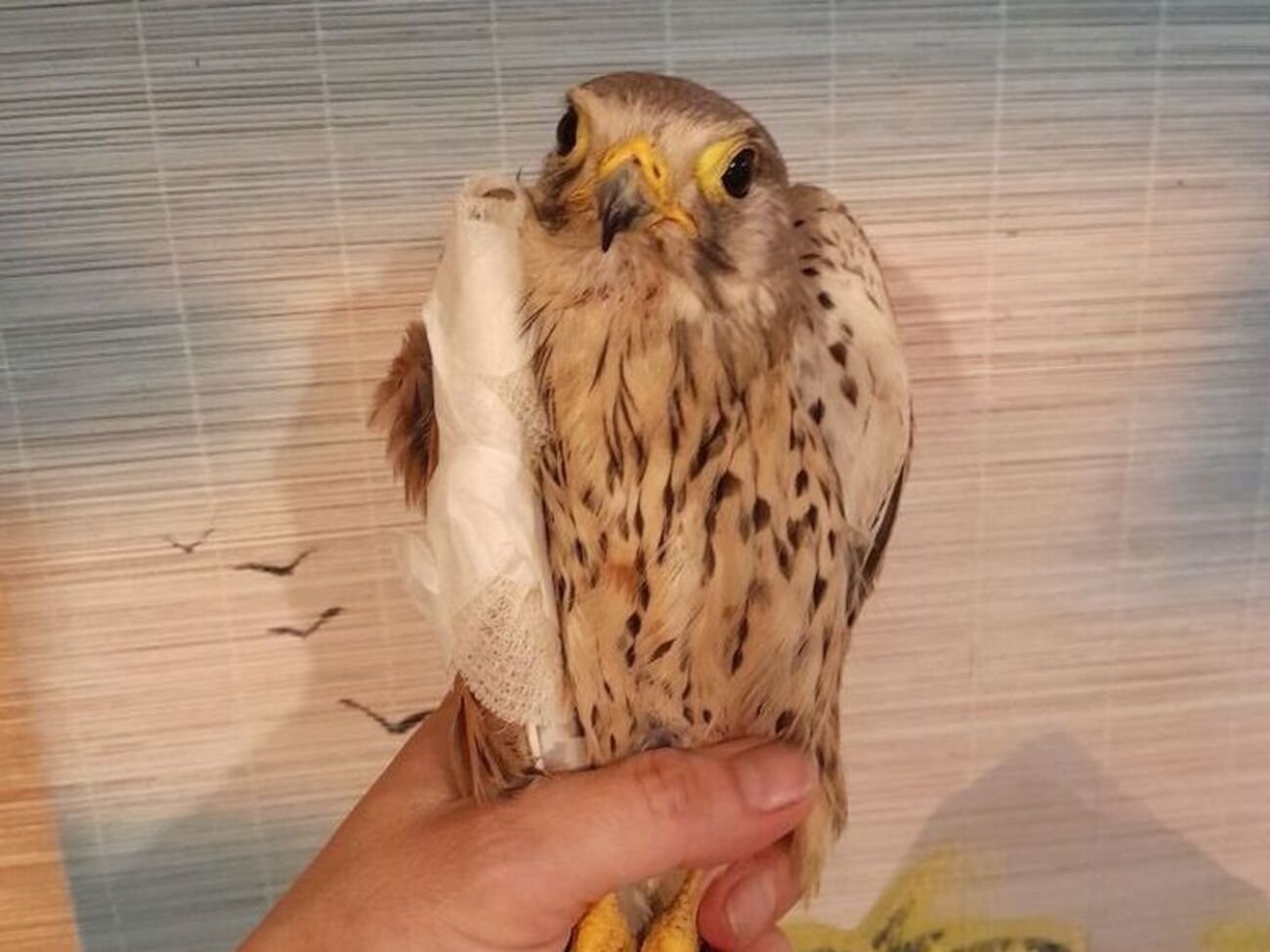 Птах проходить лікування після зіткнення з безпілотником