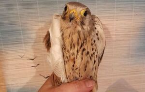 Птица проходит лечение после столкновения с беспилотником