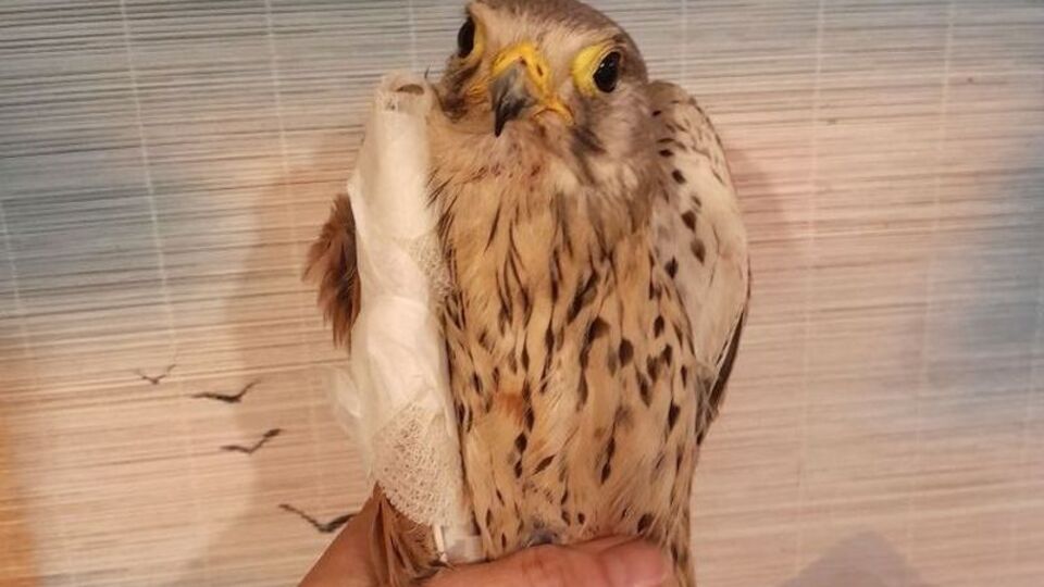 Птица проходит лечение после столкновения с беспилотником