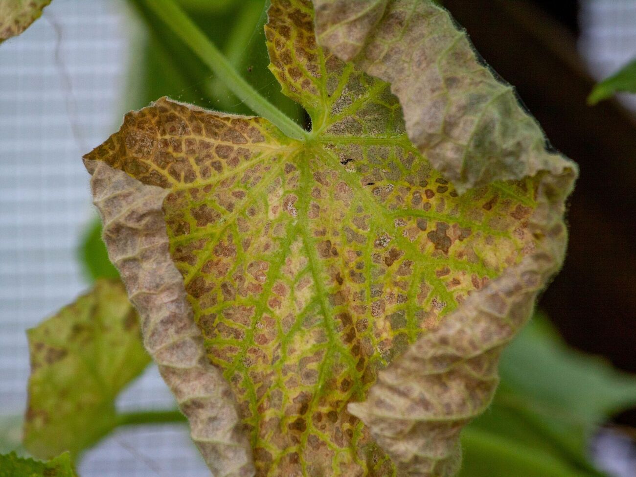 Специалисты назвали пять причин, почему желтеют листья огурцов
