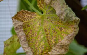 Специалисты назвали пять причин, почему желтеют листья огурцов