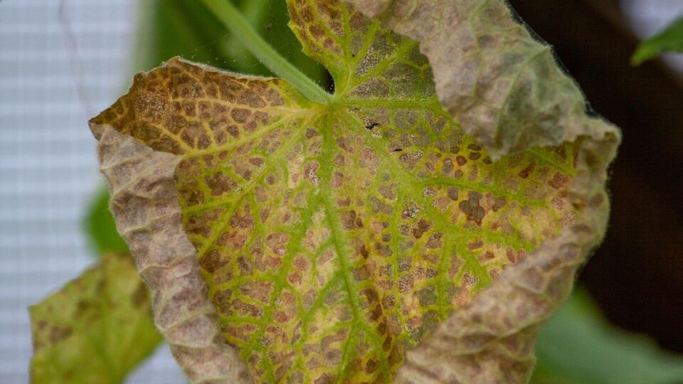 Специалисты назвали пять причин, почему желтеют листья огурцов