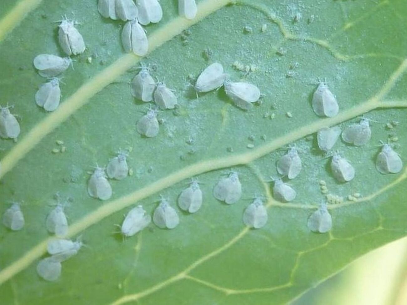 Какого-то одного средства для борьбы с белокрылкой уже недостаточно