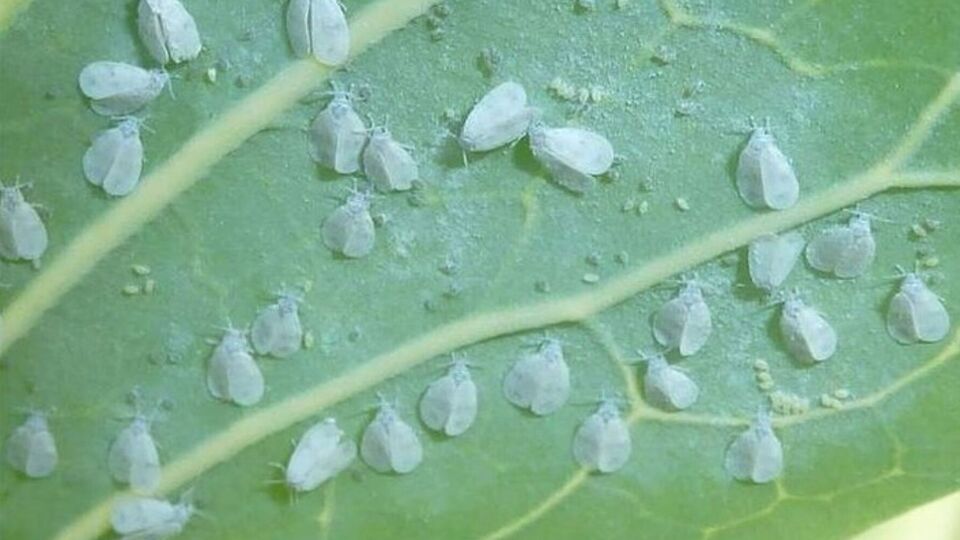 Какого-то одного средства для борьбы с белокрылкой уже недостаточно