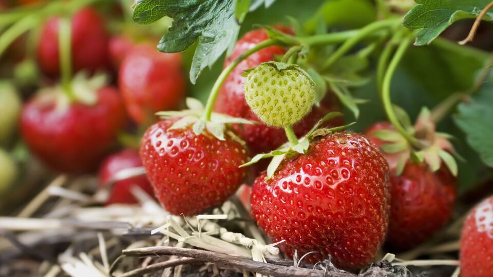 Для підживлення полуниці знадобиться курячий послід