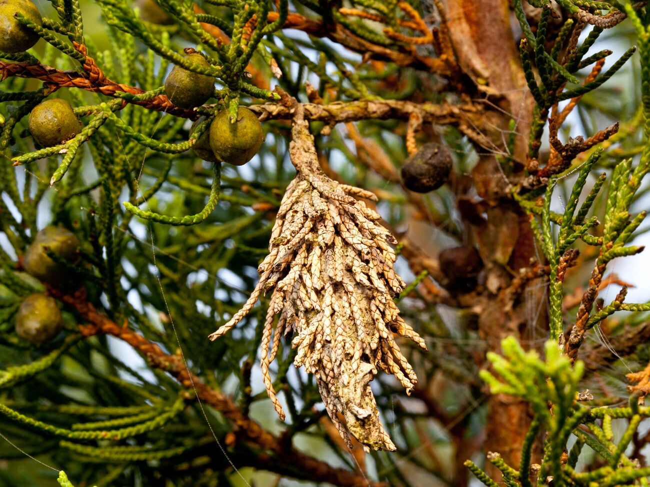 Щитовка способна уничтожить хвойные деревья