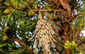 Щитовка способна уничтожить хвойные деревья