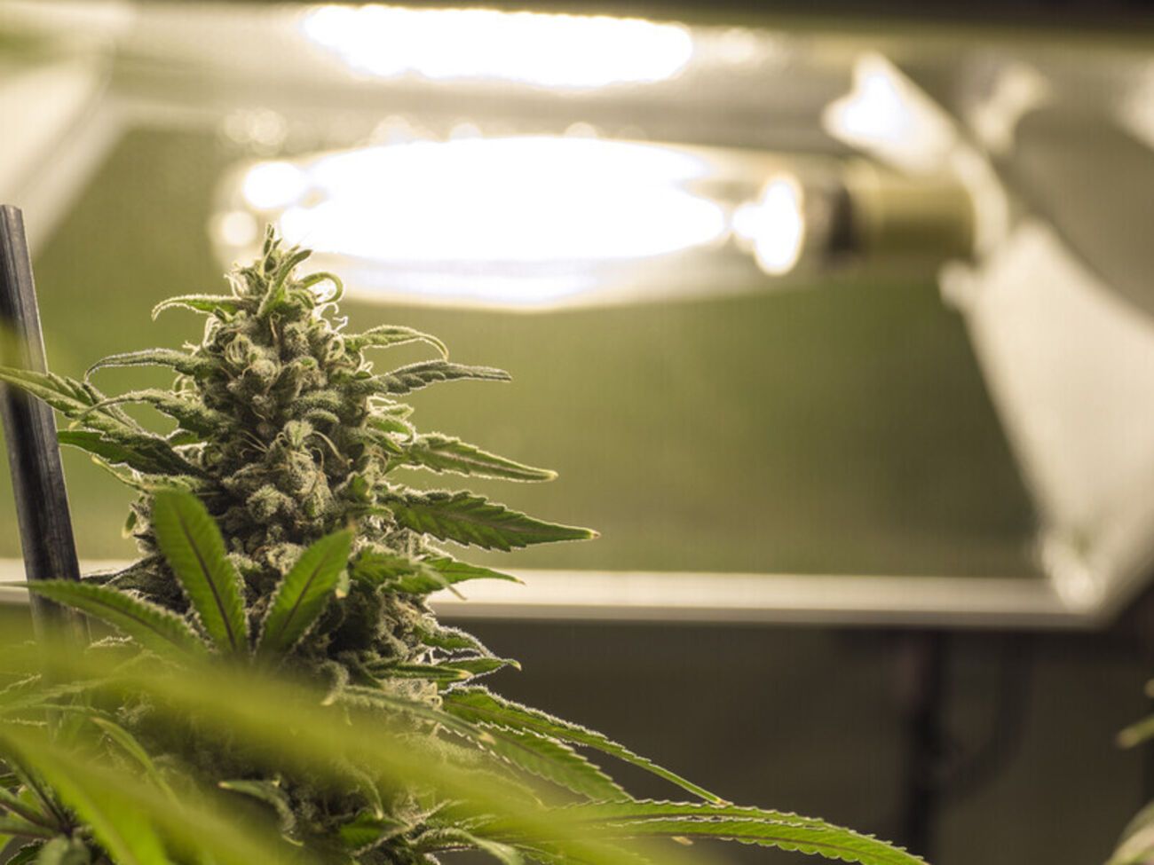 2 червня 2025 року видали перший дозвіл на право ввезення на територію України медичної субстанції канабісу