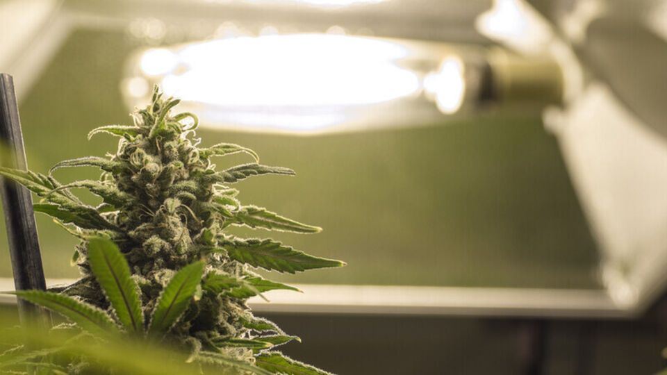 2 июня 2025 года выдали первое разрешение на право ввоза на территорию Украины медицинской субстанции каннабиса