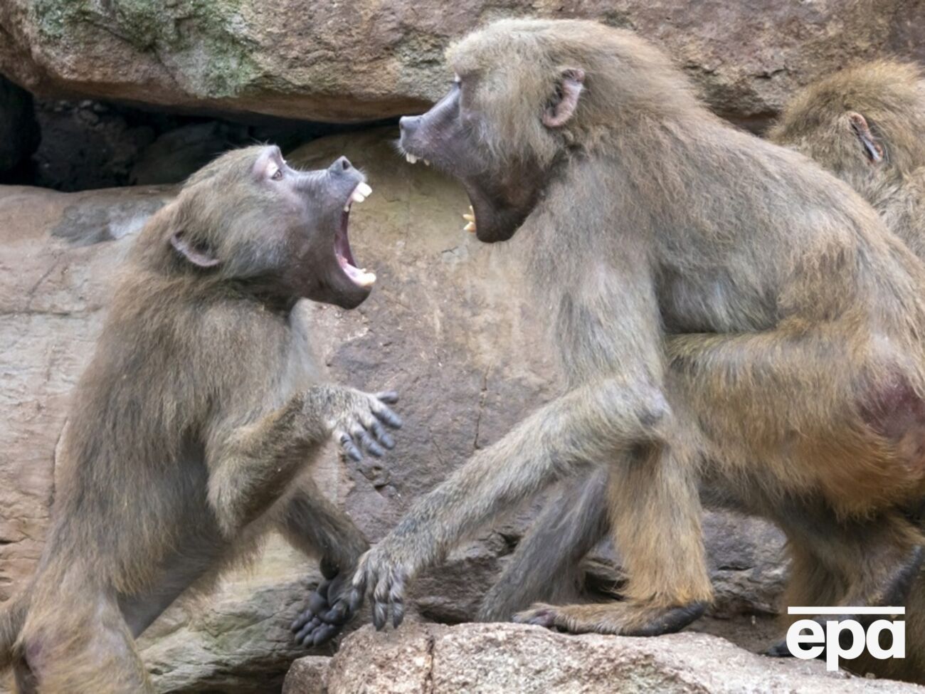 Мавпи записали на телефон відео