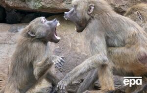 Мавпи записали на телефон відео