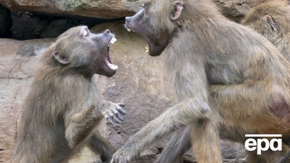 Обезьяны записали на телефон видео