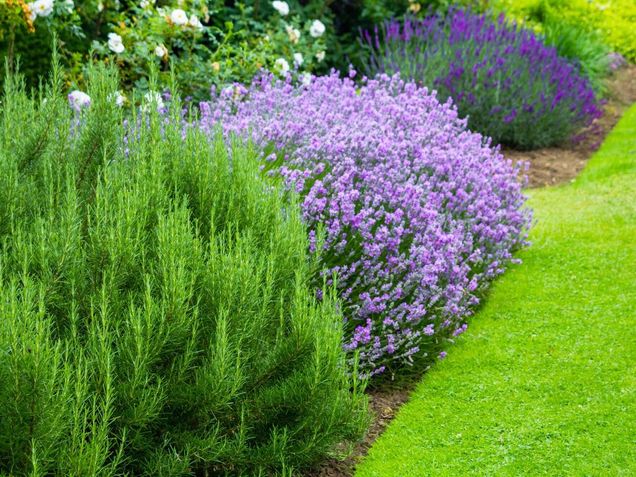 Некоторые кусты выглядят опрятно и не нуждаются в уходе