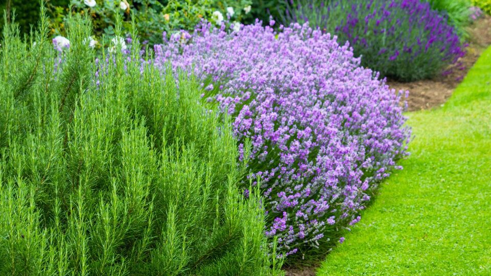 Некоторые кусты выглядят опрятно и не нуждаются в уходе