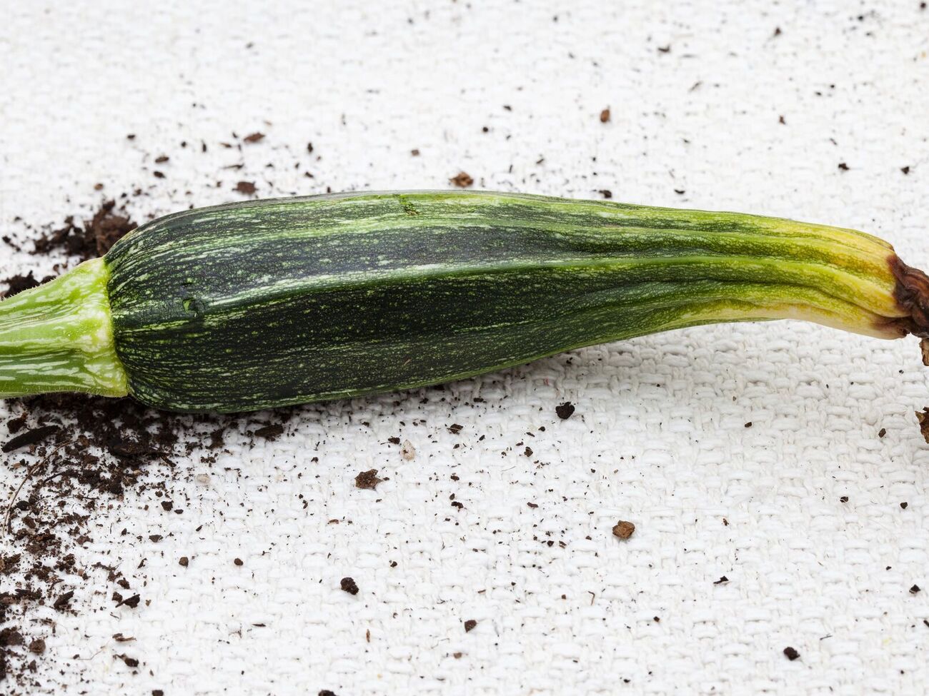 Причина гнили кабачков – плохое опыление