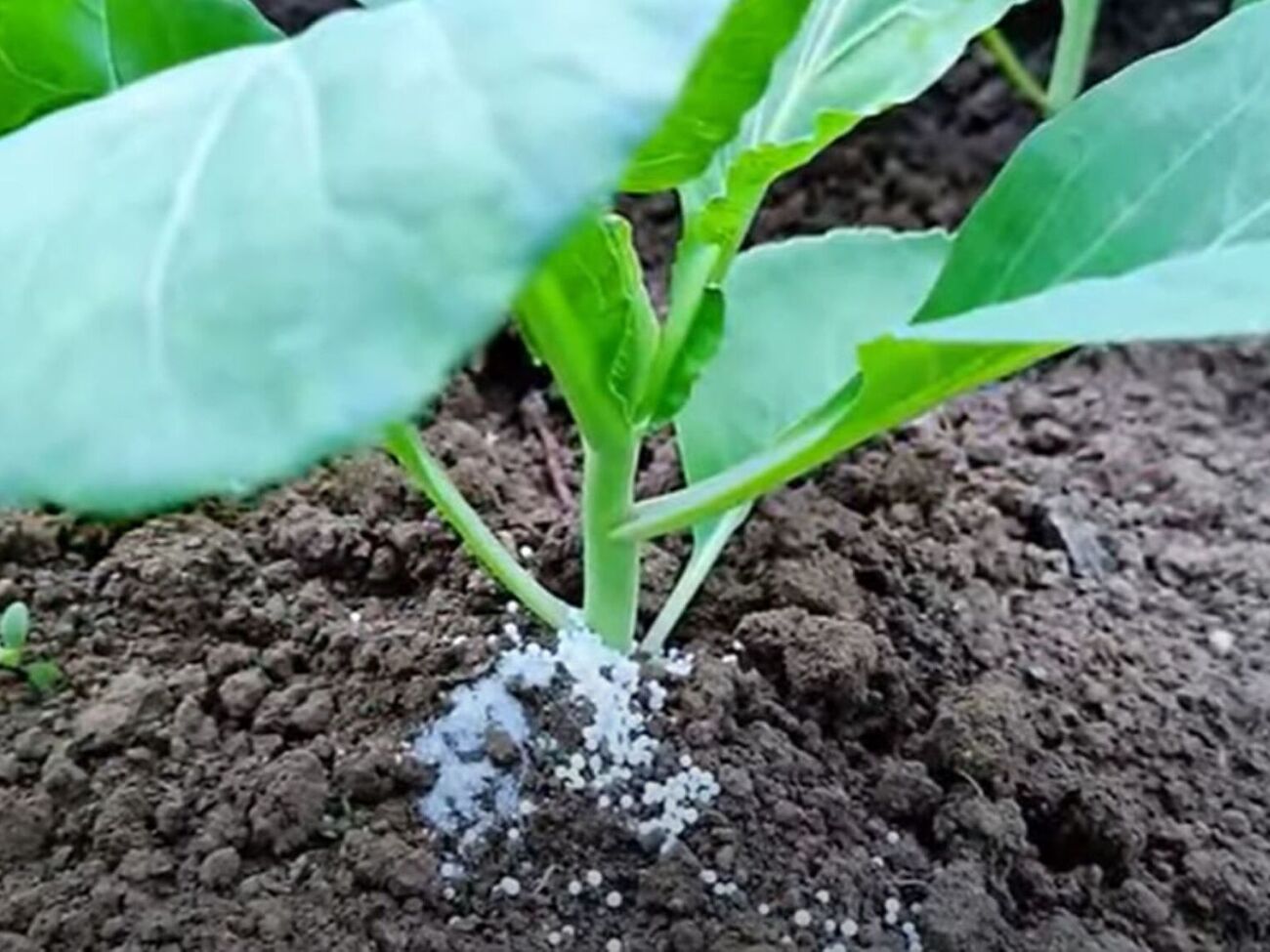 Огородница советует использовать для подкормки ранней капусты монофосфат калия