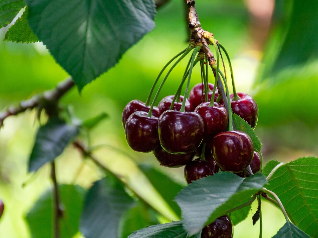 Для защиты сада от птиц также можно использовать старые диски