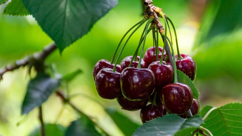 Для защиты сада от птиц также можно использовать старые диски