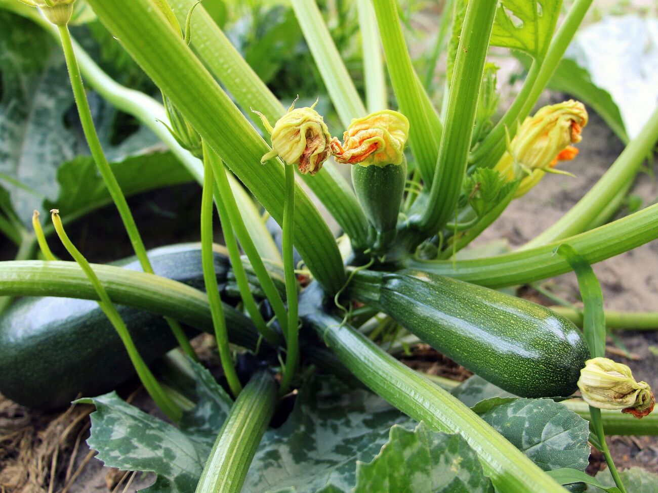 Кабачки поливают в зависимости от фазы созревания