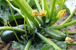 Кабачки поливают в зависимости от фазы созревания