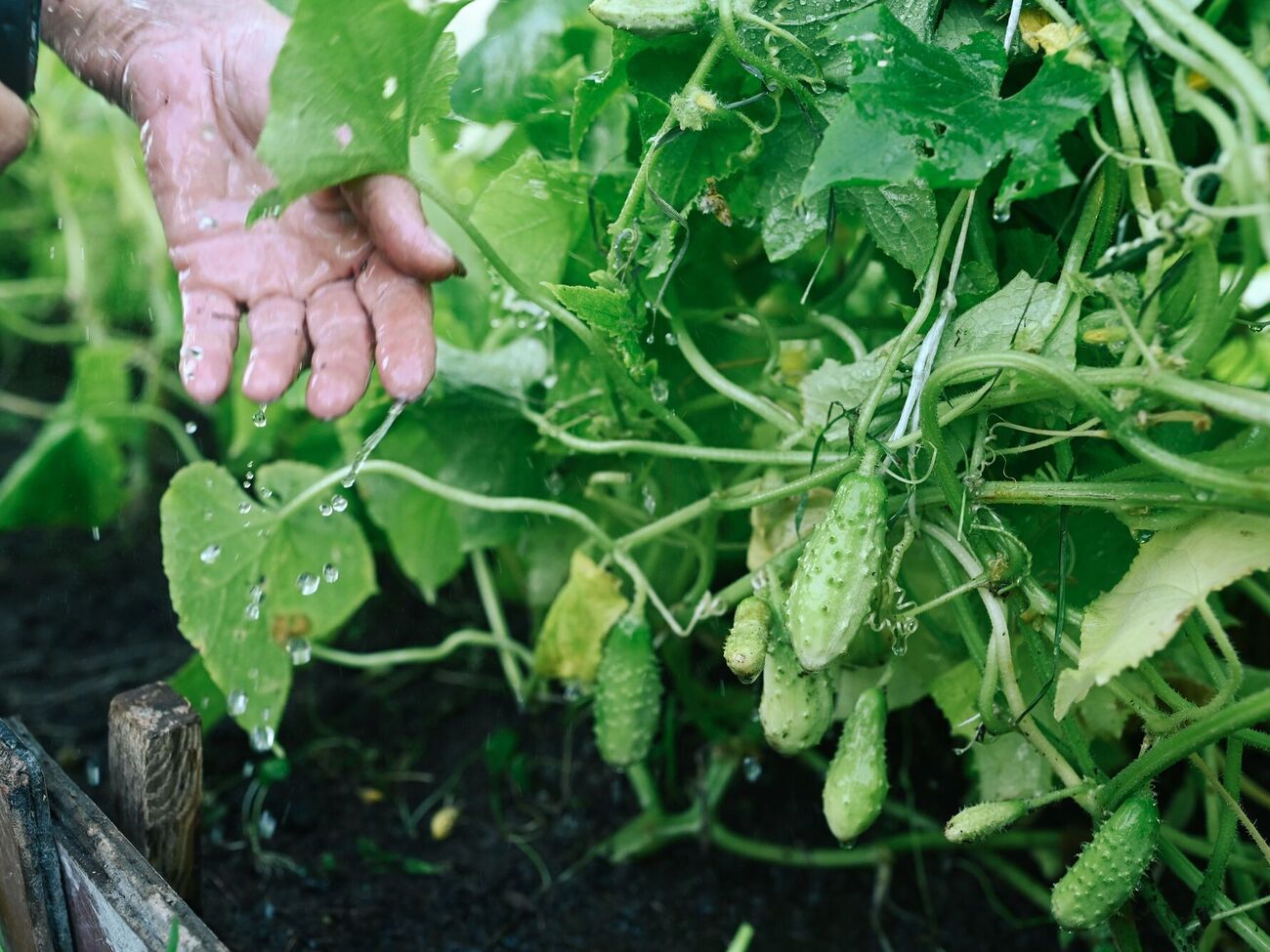 Огіркам не підходить занадто зволожений ґрунт