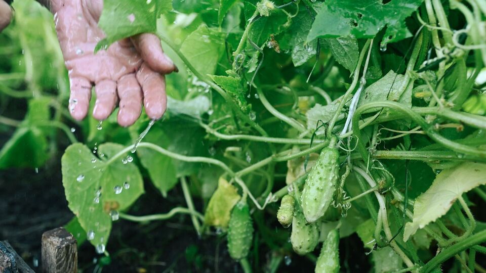 Огіркам не підходить занадто зволожений ґрунт