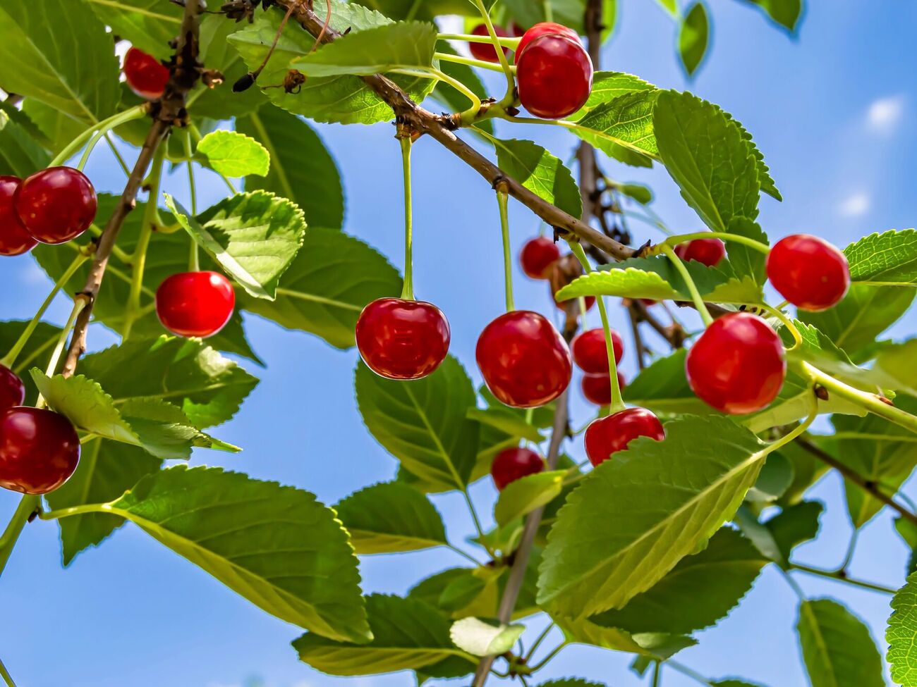 Для виготовлення крутилок знадобляться пластмасові пляшки, частково розрізані ножем так, щоб вийшли пелюстки або лопаті