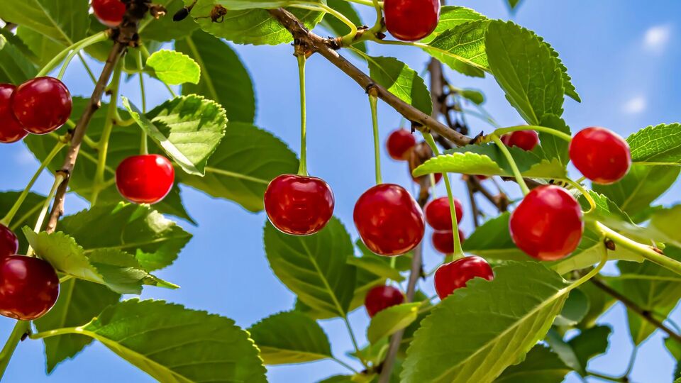 Для изготовления крутилок понадобятся пластмассовые бутылки, частично разрезанные ножом так, чтобы получились лепестки или лопасти