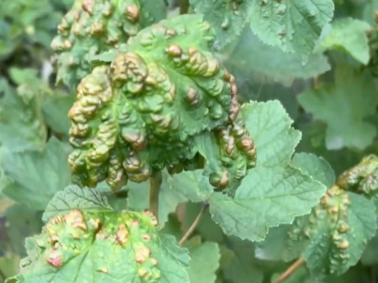 Оброблення потрібно проводити щонайменше за 20 днів до збору ягід