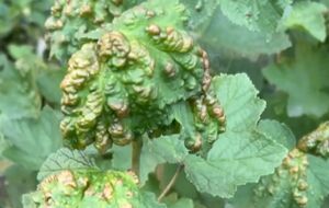 Оброблення потрібно проводити щонайменше за 20 днів до збору ягід