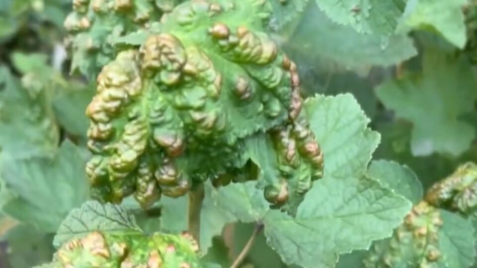 Оброблення потрібно проводити щонайменше за 20 днів до збору ягід