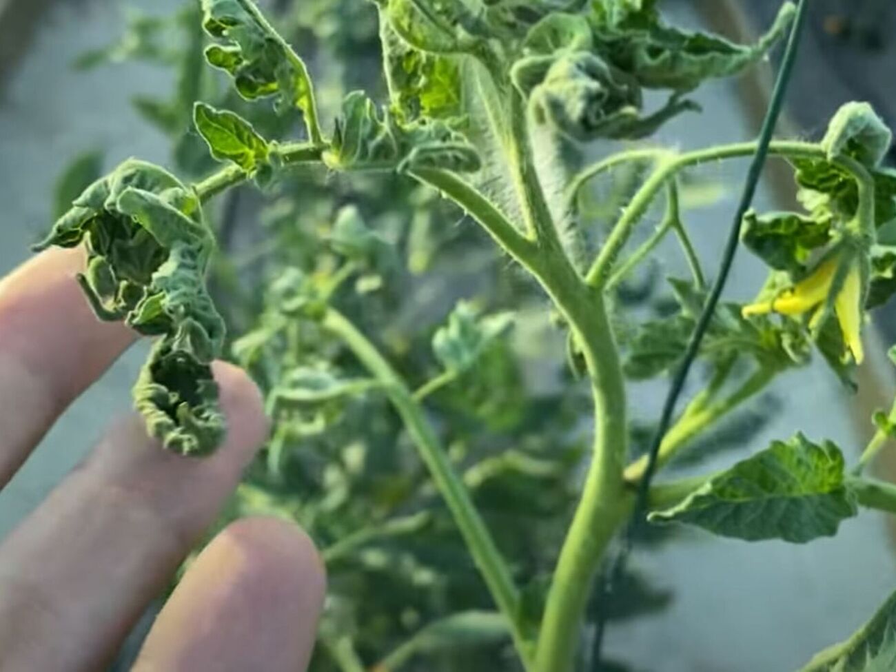 Обрабатывать томаты нужно либо рано утром, либо уже вечером