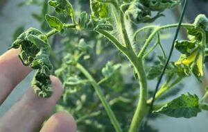 Обрабатывать томаты нужно либо рано утром, либо уже вечером