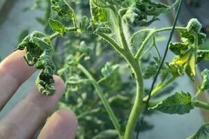 Обробляти томати потрібно або вранці, або вже ввечері